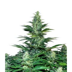 Dark Delight, Фасовка: 3